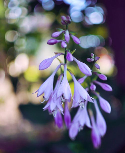 Free Purple and White Flowers in Tilt Shift Lens Stock Photo