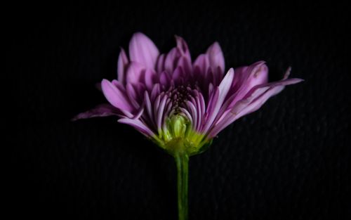 Free Purple chrysanthemum in bloom on a dark background showcasing delicate petals. Stock Photo
