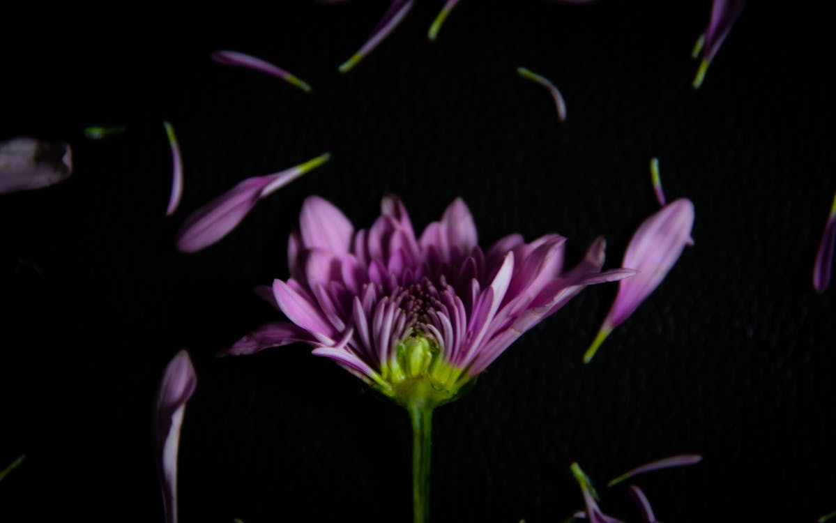 Purple Flower in Black Background