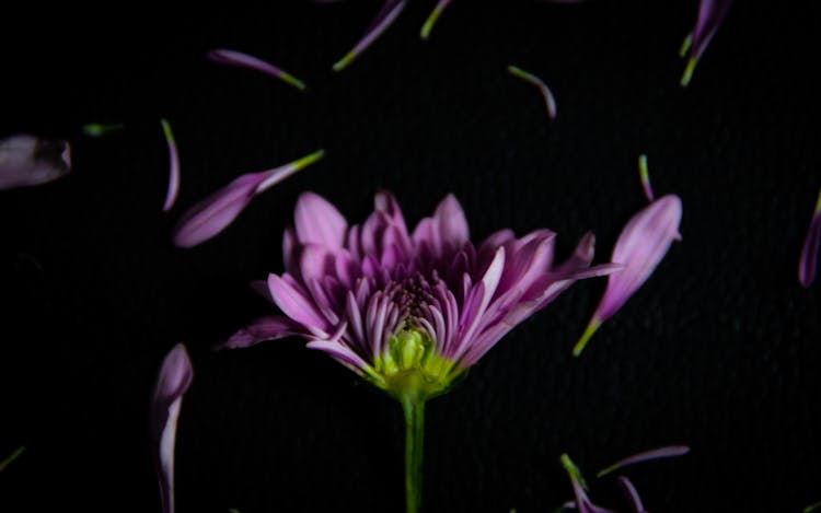 Purple Flower In Black Background