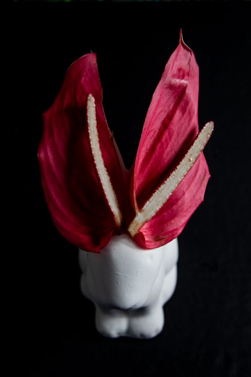 Free White rabbit sculpture adorned with vibrant red petals resembling bunny ears, set against a dark background. Stock Photo