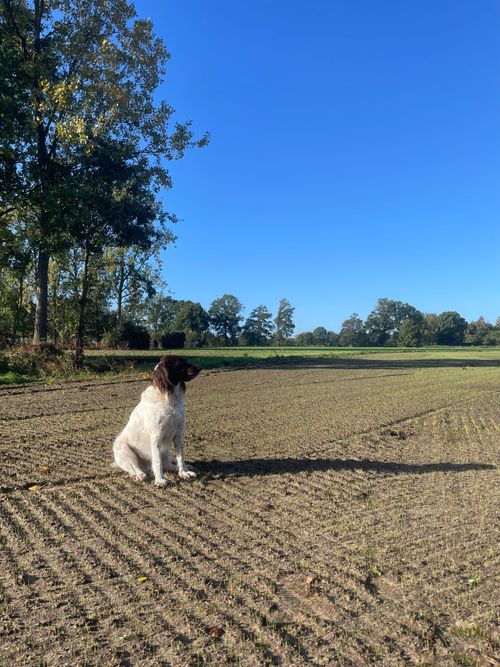 Free A serene rural scene with a dog sitting on a field under a clear blue sky. Stock Photo