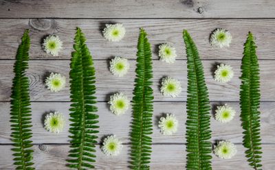 Fern fronds and white daisies arranged in rows on weathered boards — photo by Magda Ehlers on Pexels