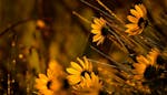 Beautiful fresh yellow paradox sunflowers growing in green meadow under bright sunset sky