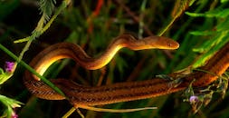 Brown Snake on Green Plant