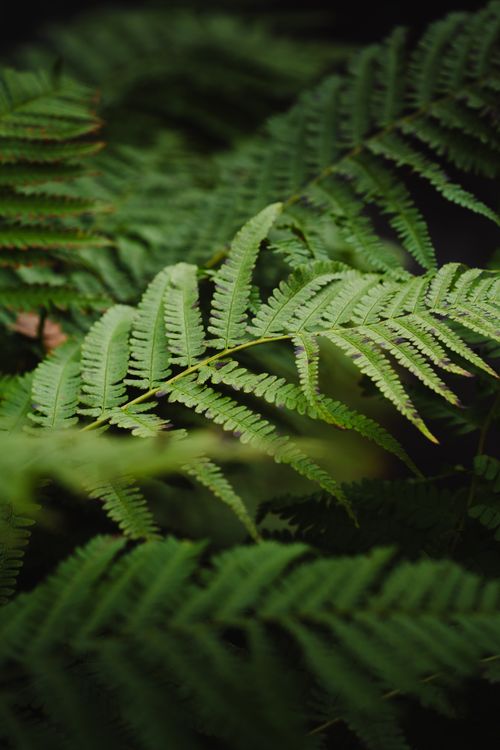 Free Detailed focus on vibrant green fern leaves with a moody background, ideal for nature themes. Stock Photo
