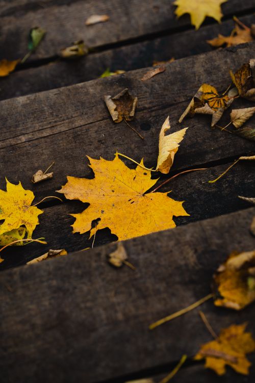 Free Vibrant yellow maple leaves scattered on rustic wooden steps during fall. Stock Photo