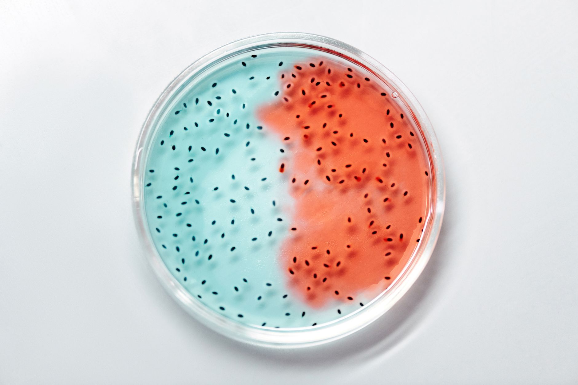 Balancing Bacteria and Bolstering Barriers: A Journey to Radiant Skin
