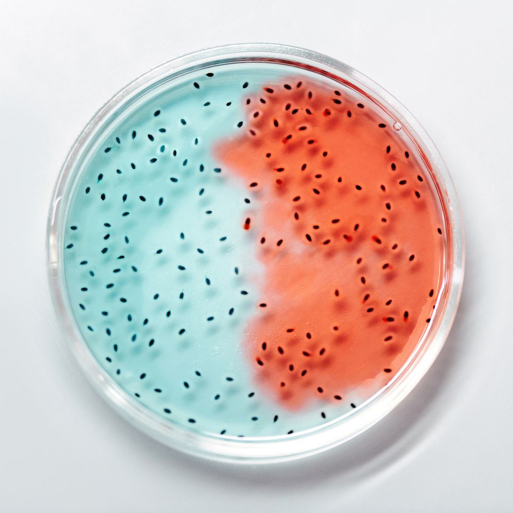 Liquid forming organic shapes in a petri dish