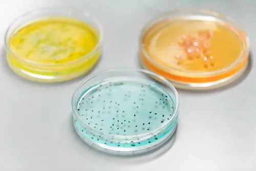 Magnetic Bacteria Extend Worm Lifespan by 43%
