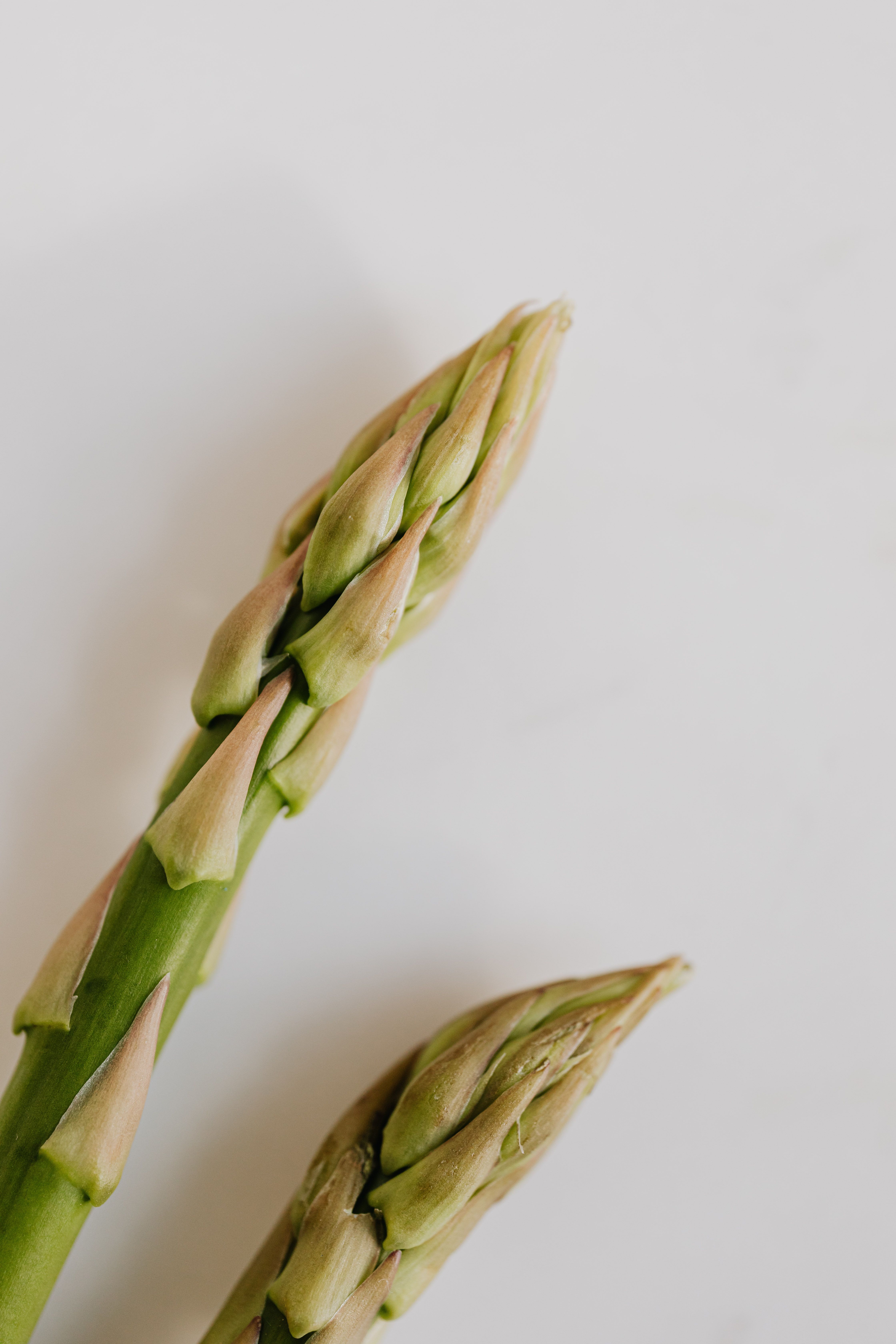 Close up ends of fresh ripe juicy green asparagus pods on white background