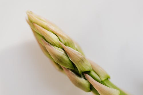 End of fresh ripe green asparagus pod