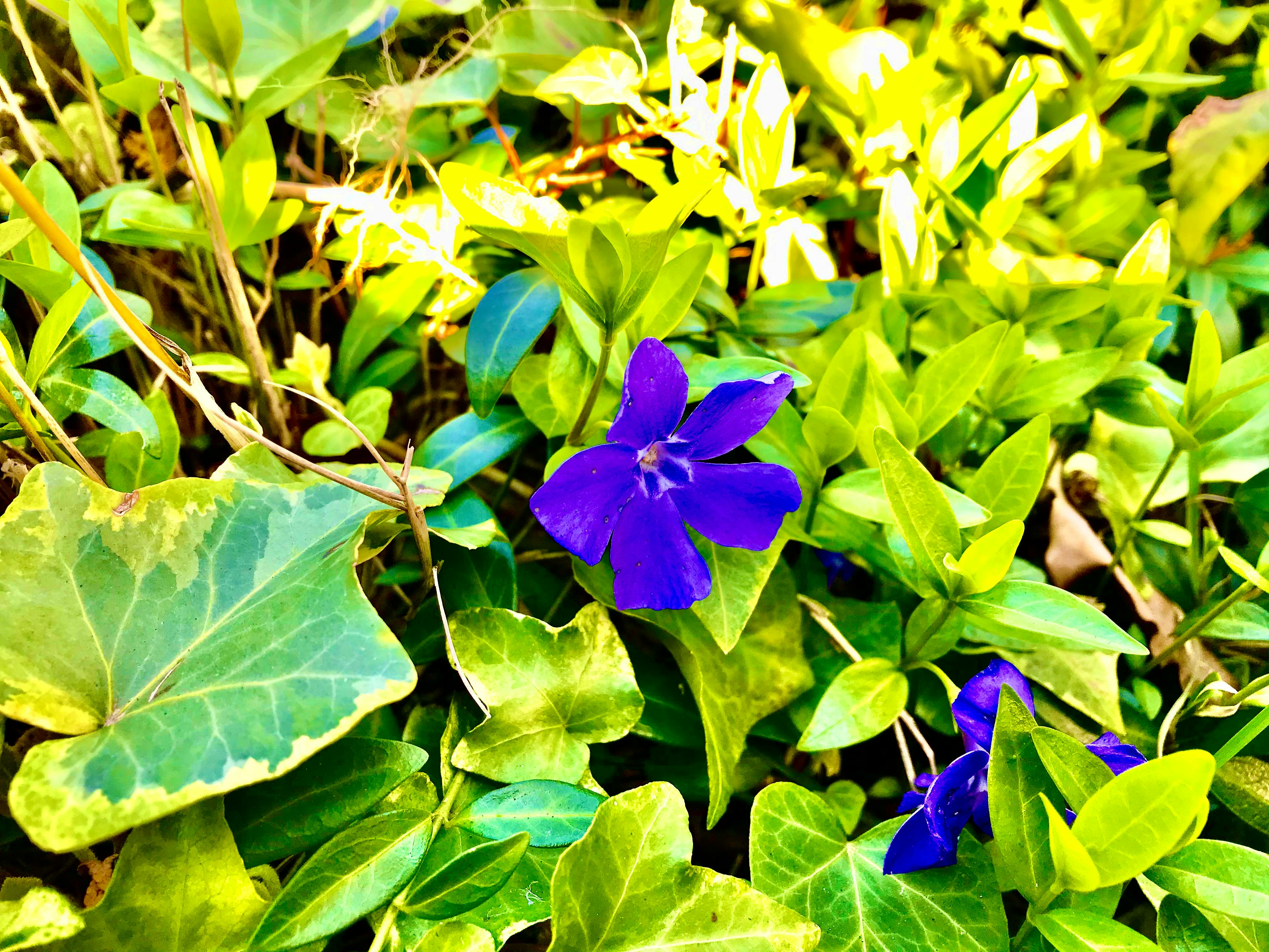 Fresh berries and kiwi being sliced on a cutting board