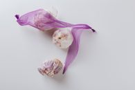 Composition of garlic bulbs with purple net on white background