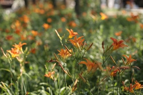 Free Bright orange daylilies flourishing in a sunlit garden create a vibrant summer scene. Stock Photo