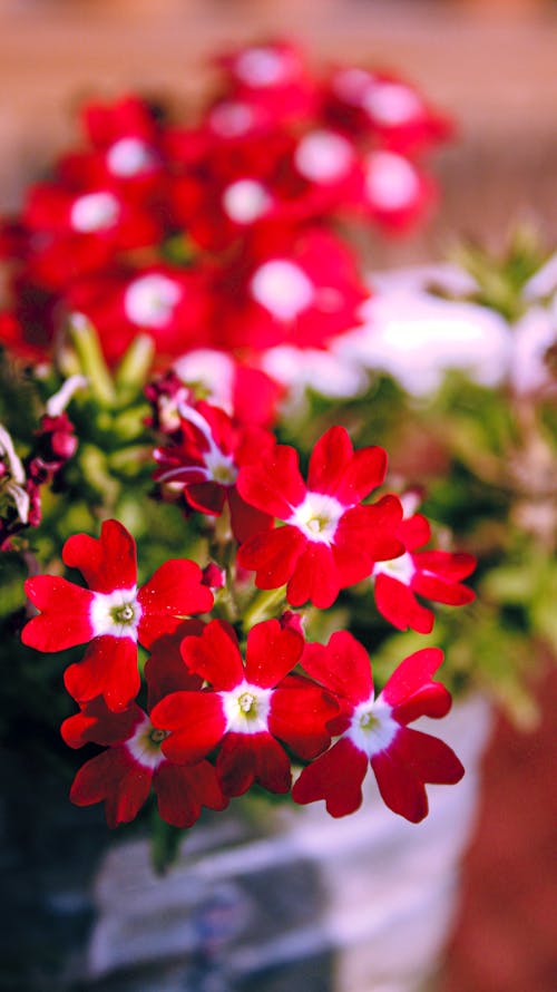 Free stock photo of red flower Stock Photo