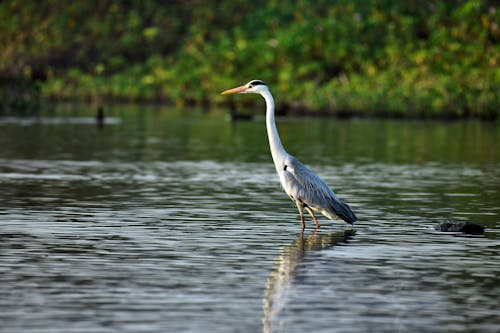 Side view of graceful great blue heron walking in shallow water of pond against green plants on sunny day