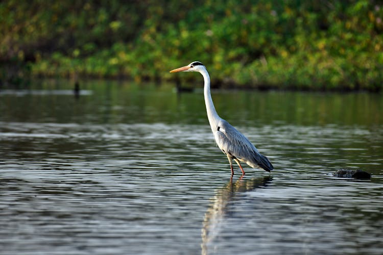 Wild Heron Swimming In Lake In Forest