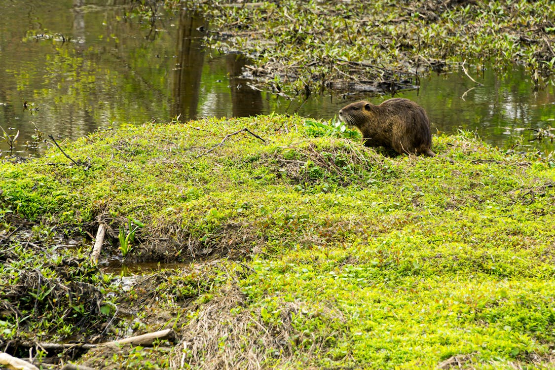 Beaver on Green Grass Field Near River
