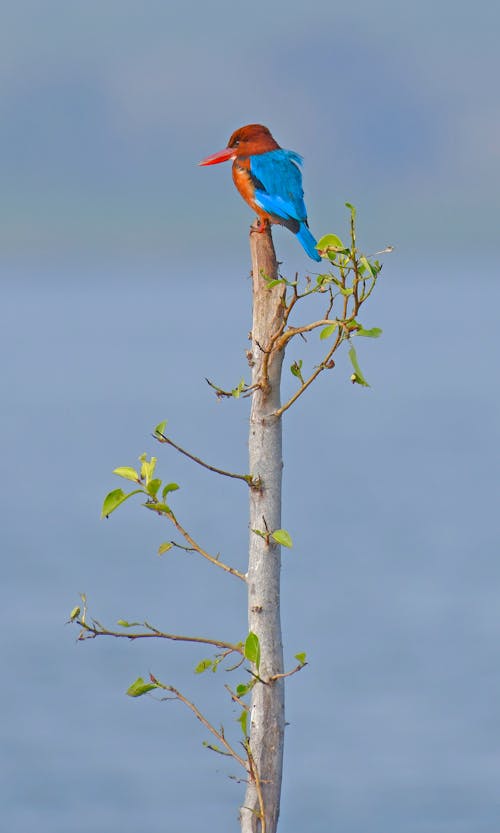 Blue Bird Perched On Tree Branch