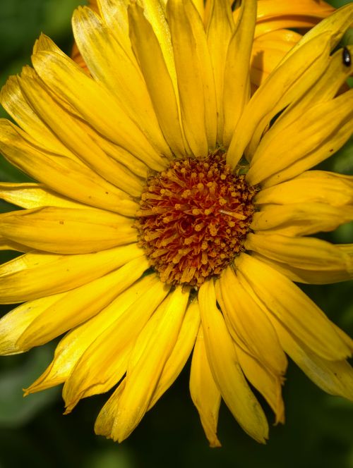 Free Macro shot of a bright yellow flower with intricate details in a natural setting. Stock Photo