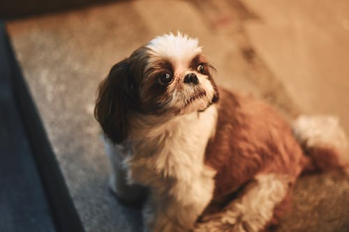 Free stock photo of cute, cute dog, dog Stock Photo
