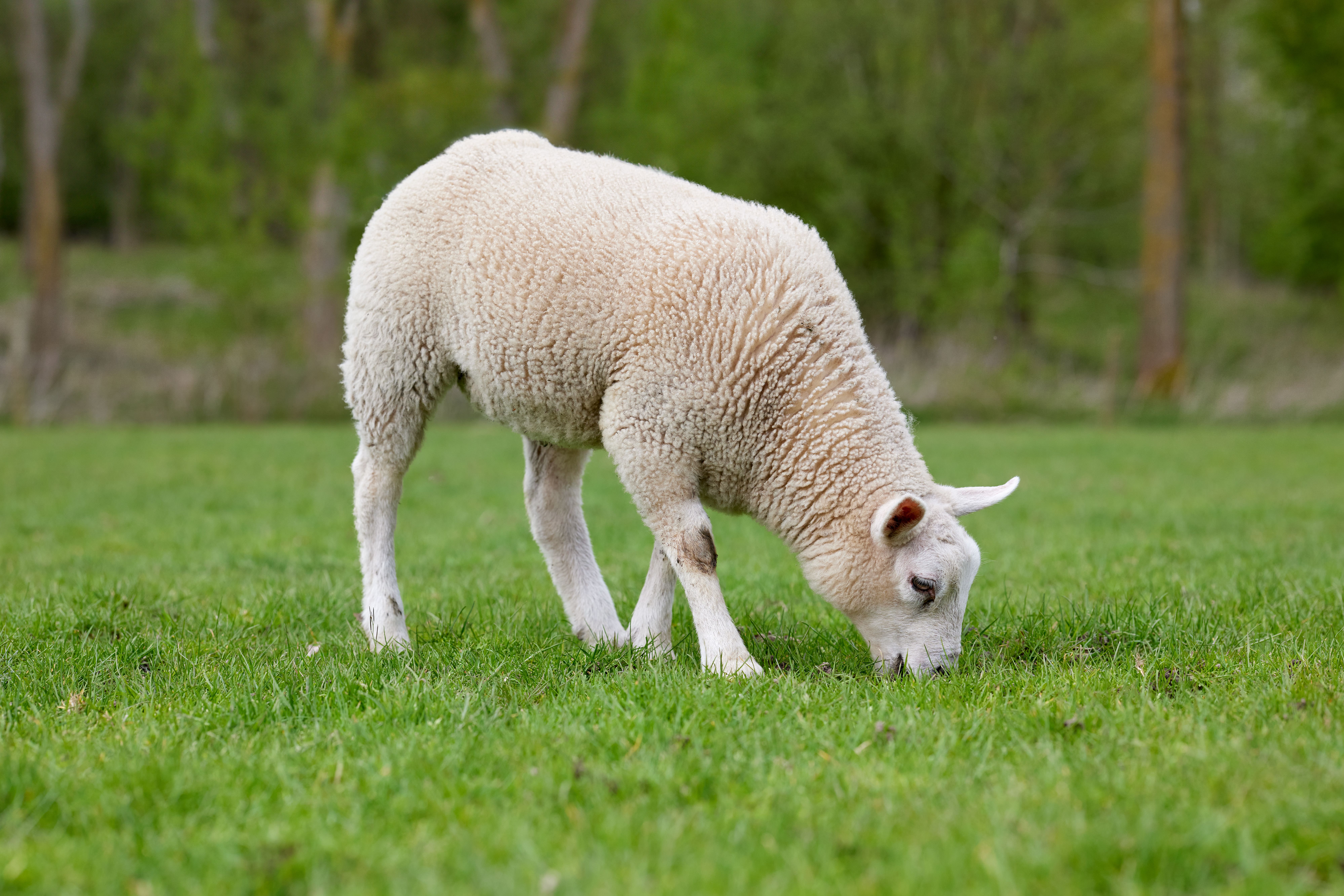 Young Lamb Grazing Peacefully in Pasture · Free Stock Photo