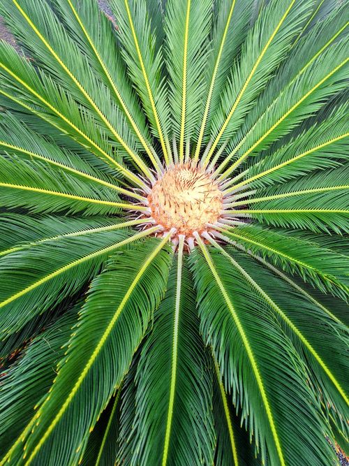 Free Vibrant green Cycas revoluta, showing detailed fronds radiating symmetrically from the center. Stock Photo