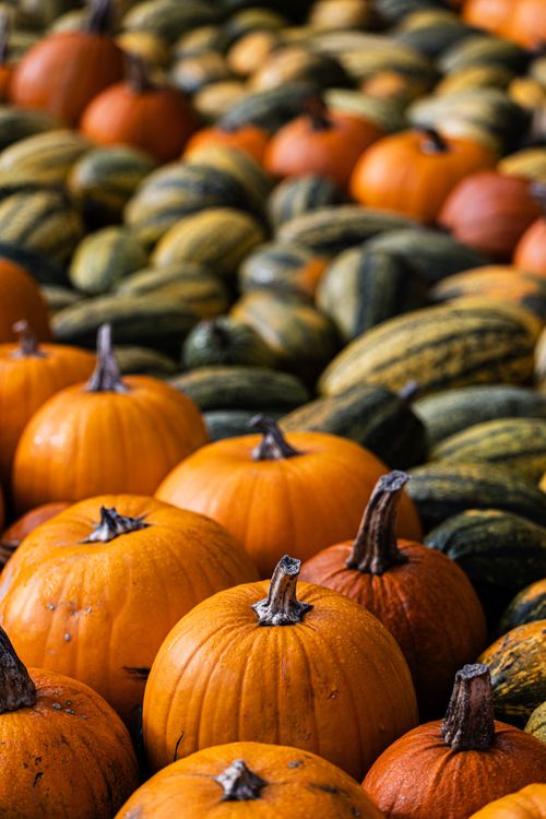 Free A variety of orange pumpkins and green gourds beautifully arranged, ideal for autumn themes. Stock Photo