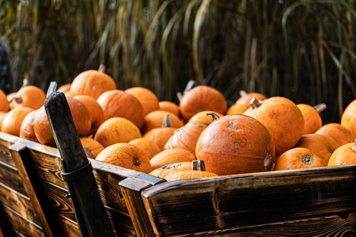 Free A charming collection of vibrant pumpkins in a wooden cart, perfect for autumn. Stock Photo