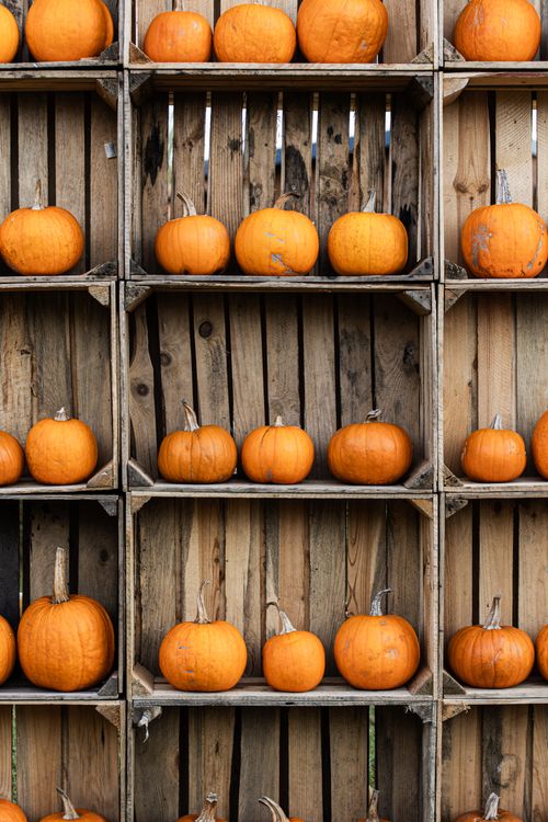 Free Rustic display of orange pumpkins in wooden crates, capturing autumn vibes. Stock Photo