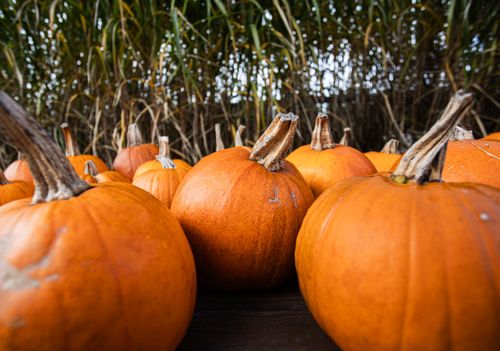 Free Vibrant orange pumpkins clustered outdoors, capturing the essence of fall harvest. Stock Photo