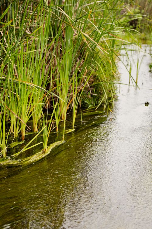 Free Lush green reeds by a gentle stream, showcasing natural beauty and tranquility. Stock Photo