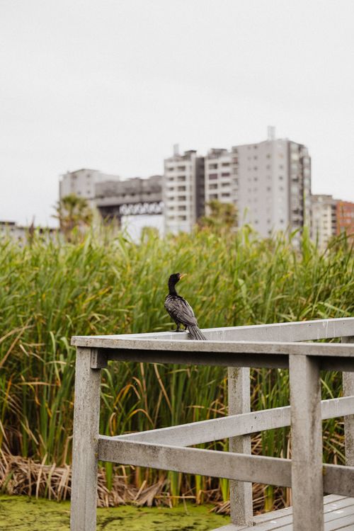 Free A cormorant resting on a dock with tall grasses and urban buildings in the background. Stock Photo