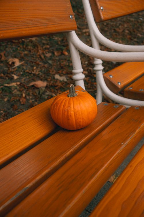 Free Close-up of a small pumpkin resting on a wooden bench surrounded by autumn leaves in a park setting. Stock Photo