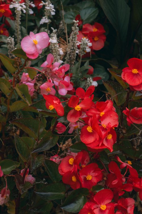 Free Close-up of colorful begonia flowers in full bloom outdoors, showcasing nature's vibrant beauty. Stock Photo