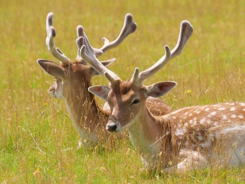 Free Two fallow deer resting peacefully in a sunlit grassy field with antlers visible. Stock Photo