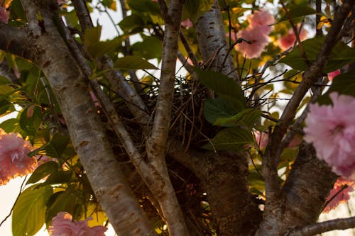 Imagine de stoc gratuită din arbore, cuib de pasare, cuib în copac