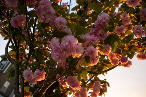 Imagine de stoc gratuită din arbore, flori, flori roz