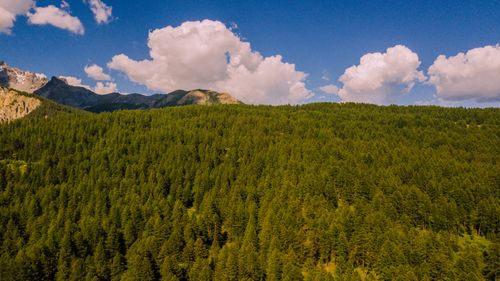 Free A breathtaking aerial shot of a dense green forest with majestic mountains under a clear blue sky. Stock Photo