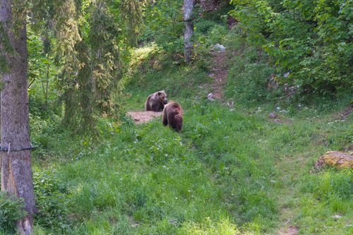 Free Two European brown bears explore a verdant forest clearing, showcasing nature's raw beauty. Stock Photo