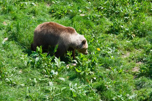 A brown bear calmly grazing in a vibrant green meadow on a sunny day.