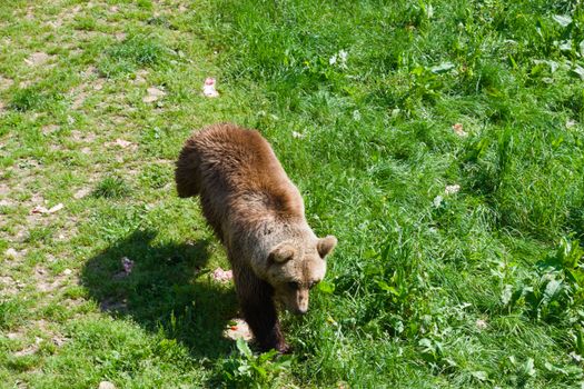 A brown bear walking on a grassy field, surrounded by lush greenery in daylight.