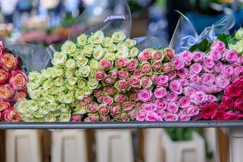 Free Vibrant display of multicolored rose bouquets at an outdoor flower market. Perfect for floral decor. Stock Photo