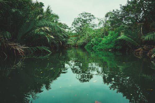 Free stock photo of forest, nature, swamp