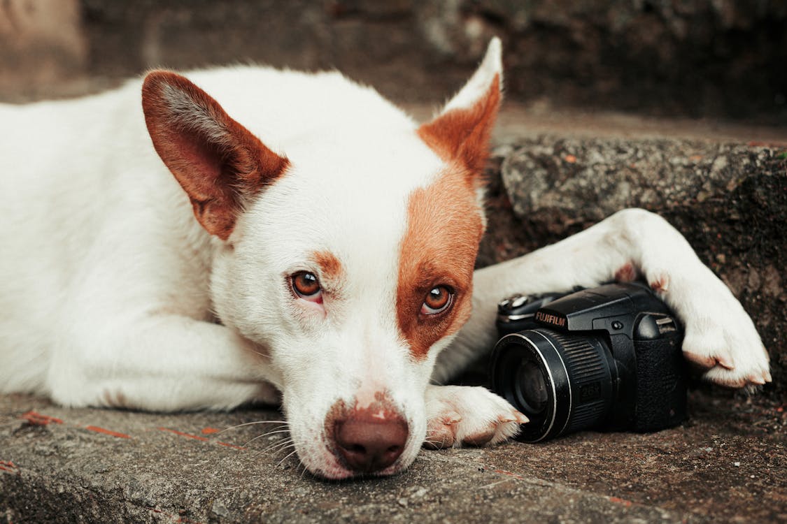 Close-Up Photo Of Dog