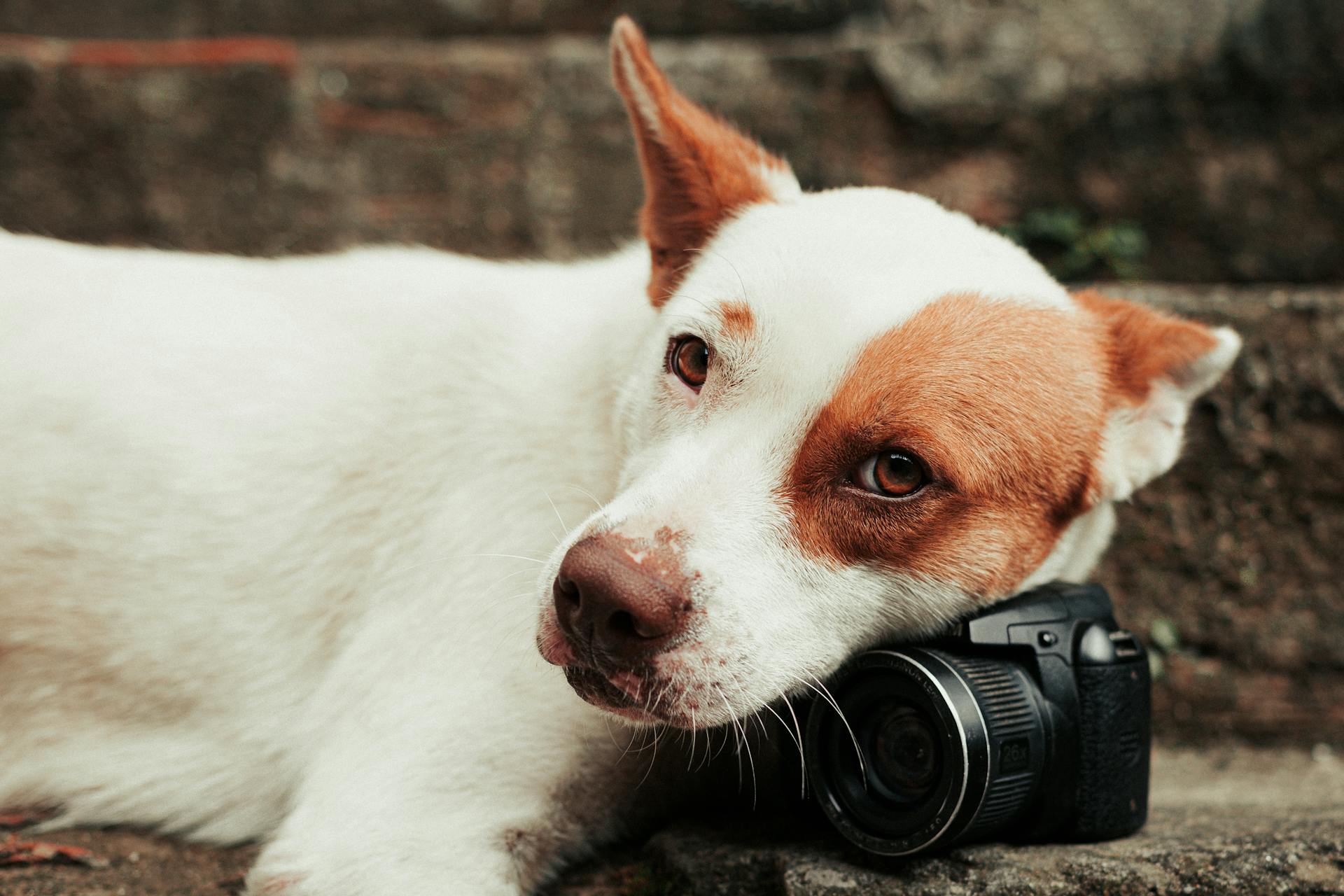 Un chien à pelage court blanc et brun allongé avec une caméra sur la tête