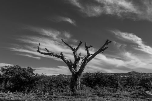 Free Black and white landscape featuring a solitary tree against a dramatic sky. Stock Photo