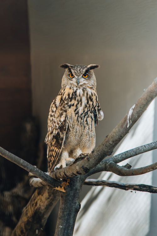 Free A striking Eurasian Eagle Owl with vivid eyes perched on a branch indoors. Stock Photo