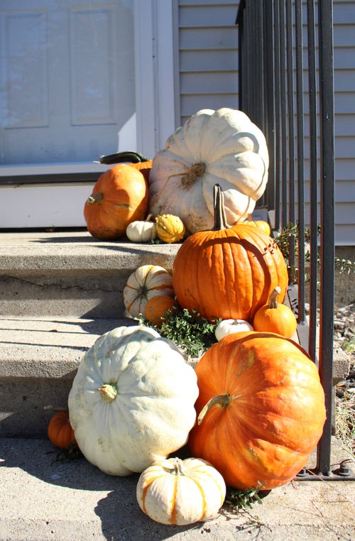 Free Charming autumn scene with decorative pumpkins and gourds on a doorstep. Stock Photo